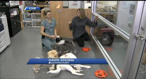 Dog Training & Grooming Tips
