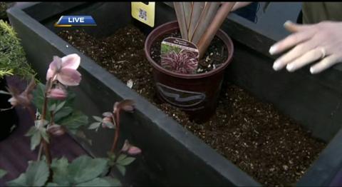 Tips on Planting and Caring for Hellebores and Protecting Your Lawn from the Chafer Beetle