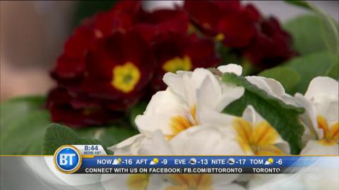 Frankie Flowers on what’s in bloom for spring