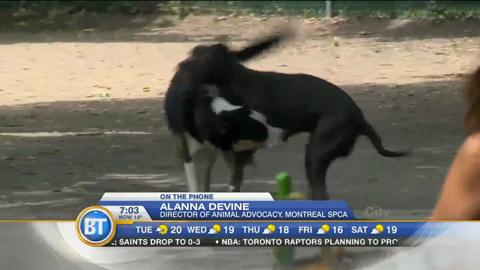 Proposed Pit Bull Ban